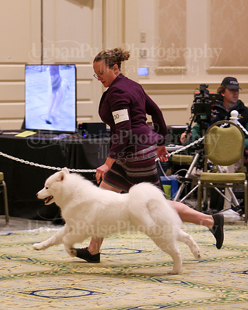 SCA2023_B AM BRED-8289