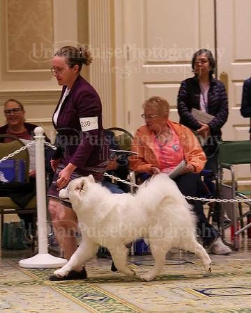 SCA2023_B AM BRED-8293