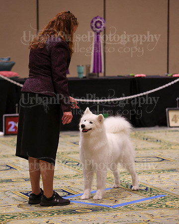 SCA2023_B AM BRED-8296