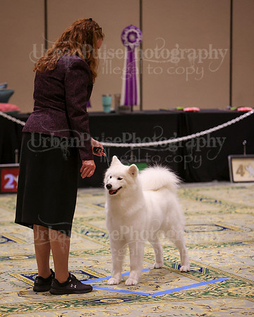 SCA2023_B AM BRED-8297