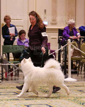 SCA2023_B AM BRED-8314