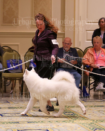 SCA2023_B AM BRED-8316