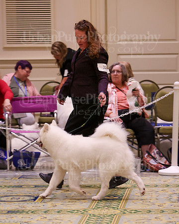 SCA2023_B AM BRED-8320