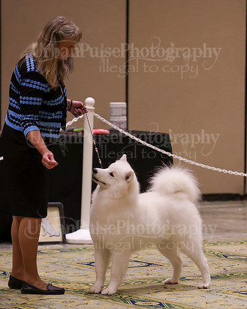 SCA2023_B AM BRED-8322