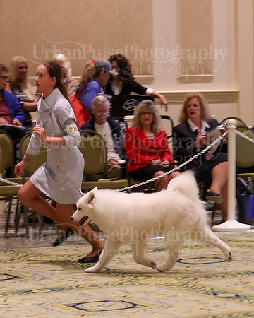 SCA2023_B AM BRED-8327