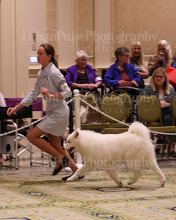 SCA2023_B AM BRED-8328