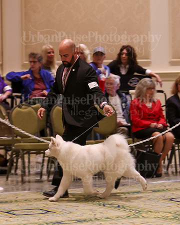 SCA2023_B AM BRED-8334