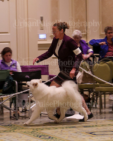 SCA2023_B AM BRED-8337