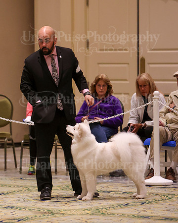 SCA2023_B AM BRED-8344