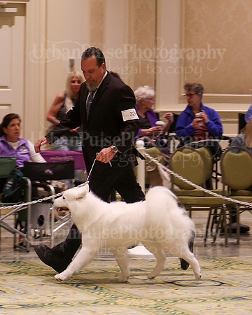 SCA2023_B AM BRED-8348