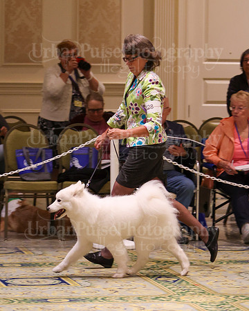 SCA2023_B AM BRED-8355