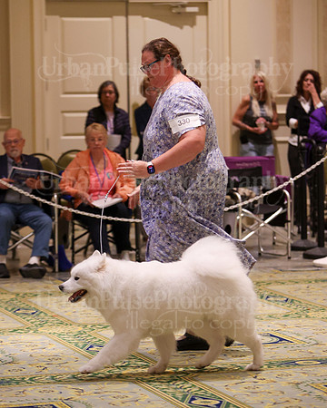 SCA2023_B AM BRED-8366