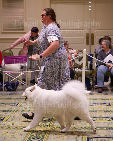 SCA2023_B AM BRED-8370