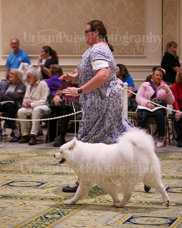 SCA2023_B AM BRED-8372