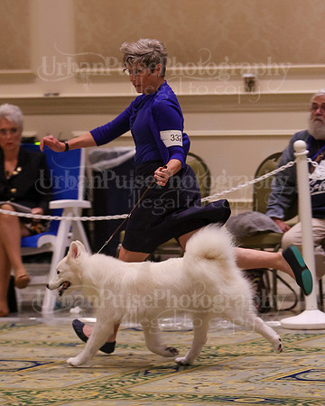 SCA2023_B AM BRED-8385
