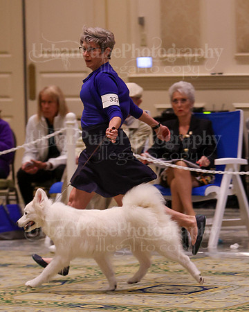 SCA2023_B AM BRED-8386