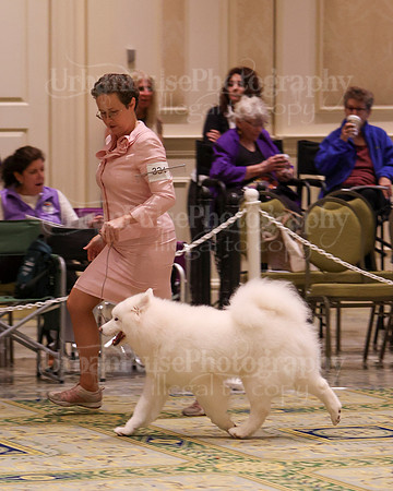 SCA2023_B AM BRED-8387