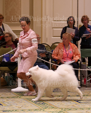 SCA2023_B AM BRED-8389