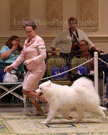SCA2023_B AM BRED-8390