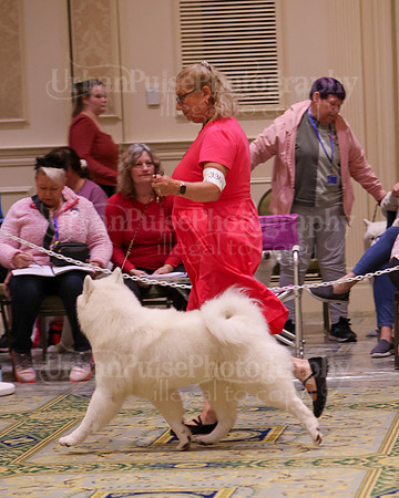 SCA2023_B AM BRED-8401