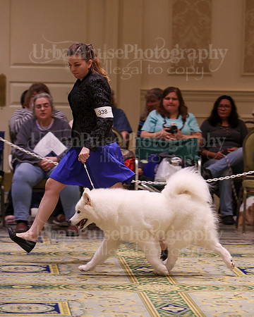 SCA2023_B AM BRED-8404