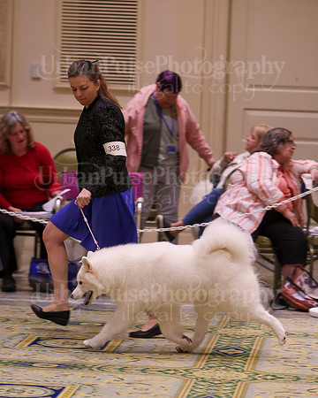SCA2023_B AM BRED-8406