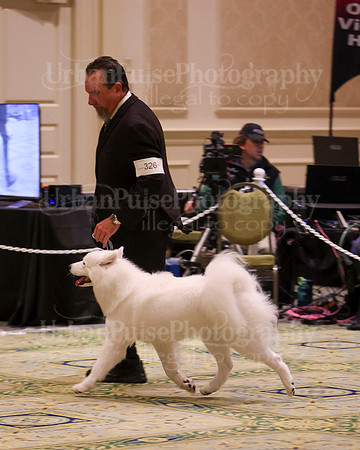SCA2023_B AM BRED-8418