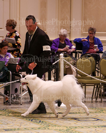 SCA2023_B AM BRED-8420