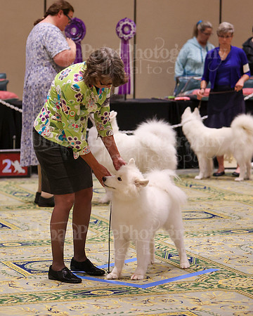 SCA2023_B AM BRED-8428
