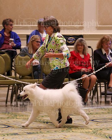 SCA2023_B AM BRED-8439