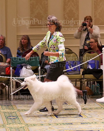 SCA2023_B AM BRED-8440