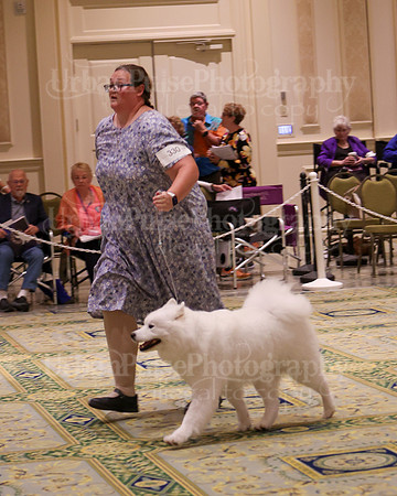 SCA2023_B AM BRED-8446