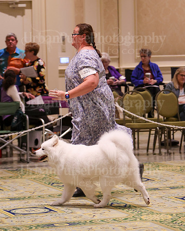 SCA2023_B AM BRED-8455