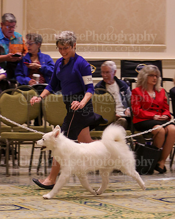 SCA2023_B AM BRED-8478