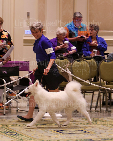 SCA2023_B AM BRED-8479
