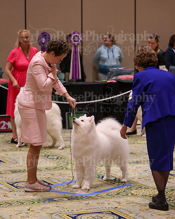 SCA2023_B AM BRED-8486