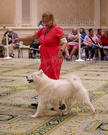 SCA2023_B AM BRED-8522