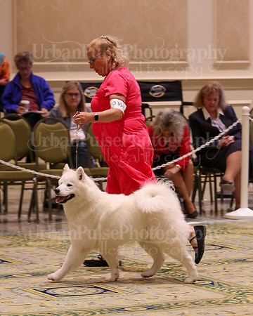 SCA2023_B AM BRED-8527