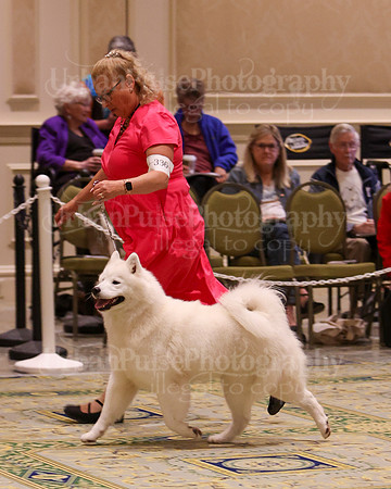 SCA2023_B AM BRED-8528