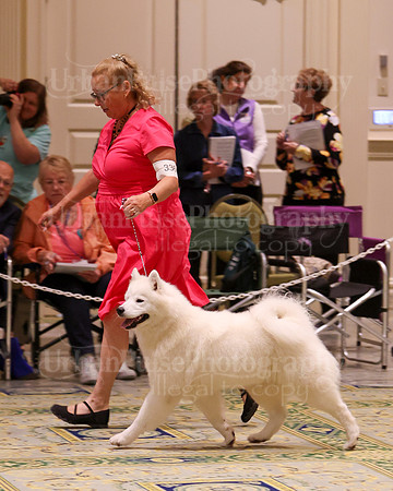SCA2023_B AM BRED-8530