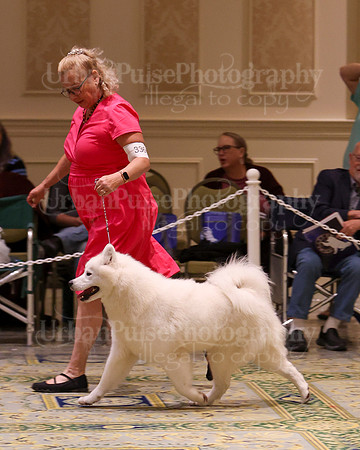 SCA2023_B AM BRED-8532