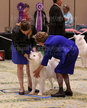SCA2023_B AM BRED-8537