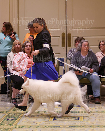 SCA2023_B AM BRED-8544