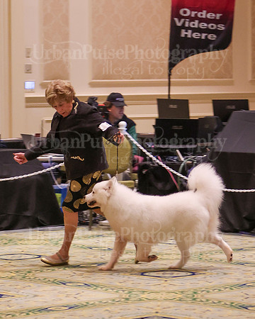 SCA2023_B BRED BY A-7656