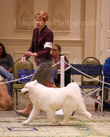SCA2023_B BRED BY A-7754