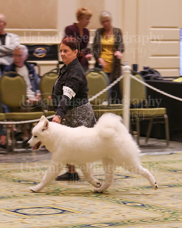 SCA2023_B BRED BY A-7968