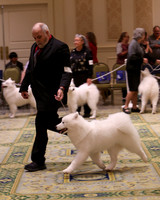 2023 B PUPPY BRED BY