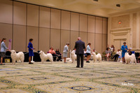 SCA2023_STUD DOG-5252_90