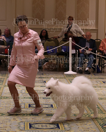 SCA2023_B AM BRED-8489