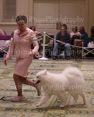SCA2023_B AM BRED-8491